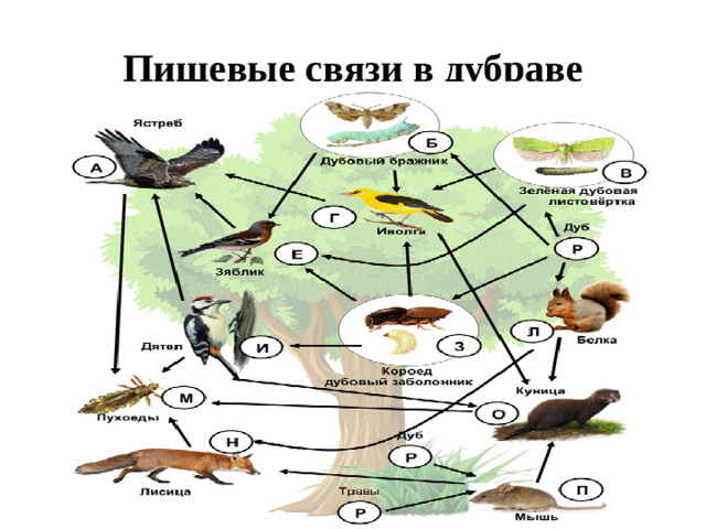Пищевые связи в дубраве