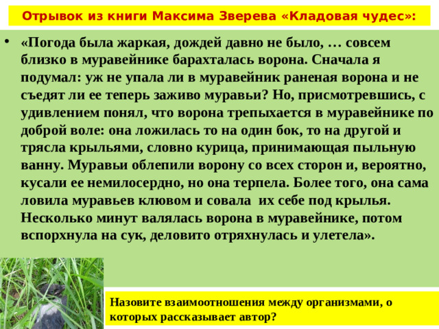 Отрывок из книги Максима Зверева «Кладовая чудес»: «Погода была жаркая, дождей давно не было, … совсем близко в муравейнике барахталась ворона. Сначала я подумал: уж не упала ли в муравейник раненая ворона и не съедят ли ее теперь заживо муравьи? Но, присмотревшись, с удивлением понял, что ворона трепыхается в муравейнике по доброй воле: она ложилась то на один бок, то на другой и трясла крыльями, словно курица, принимающая пыльную ванну. Муравьи облепили ворону со всех сторон и, вероятно, кусали ее немилосердно, но она терпела. Более того, она сама ловила муравьев клювом и совала их себе под крылья. Несколько минут валялась ворона в муравейнике, потом вспорхнула на сук, деловито отряхнулась и улетела».  Назовите взаимоотношения между организмами, о которых рассказывает автор?