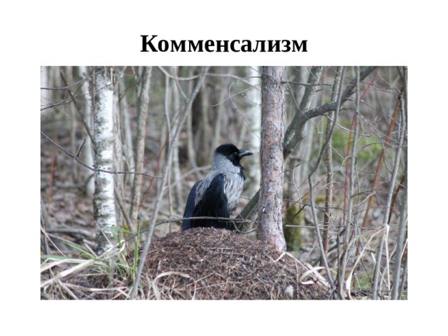 Комменсализм