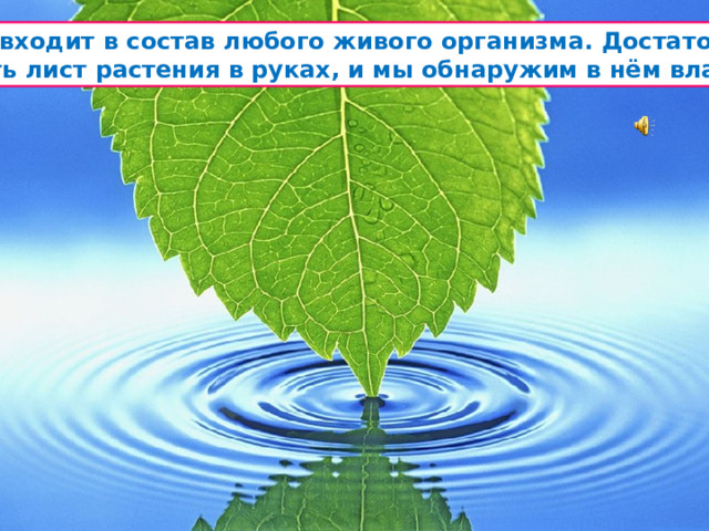 Вода входит в состав любого живого организма. Достаточно помять лист растения в руках, и мы обнаружим в нём влагу.