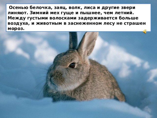 Осенью белочка, заяц, волк, лиса и другие звери линяют. Зимний мех гуще и пышнее, чем летний. Между густыми волосками задерживается больше воздуха, и животным в заснеженном лесу не страшен мороз.