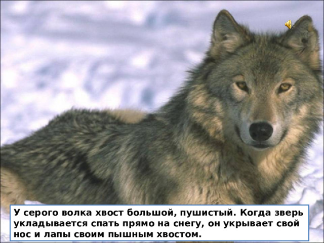 У серого волка хвост большой, пушистый. Когда зверь укладывается спать прямо на снегу, он укрывает свой нос и лапы своим пышным хвостом.