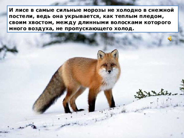 И лисе в самые сильные морозы не холодно в снежной постели, ведь она укрывается, как теплым пледом, своим хвостом, между длинными волосками которого много воздуха, не пропускающего холод.