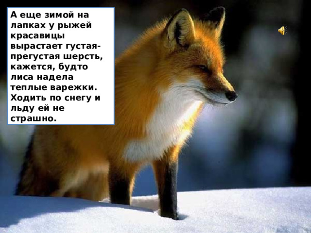 А еще зимой на лапках у рыжей красавицы вырастает густая-прегустая шерсть, кажется, будто лиса надела теплые варежки. Ходить по снегу и льду ей не страшно.
