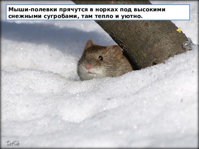 Мыши-полевки прячутся в норках под высокими снежными сугробами, там тепло и уютно.