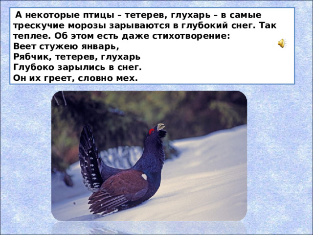 А некоторые птицы – тетерев, глухарь – в самые трескучие морозы зарываются в глубокий снег. Так теплее. Об этом есть даже стихотворение: Веет стужею январь,  Рябчик, тетерев, глухарь  Глубоко зарылись в снег.  Он их греет, словно мех.