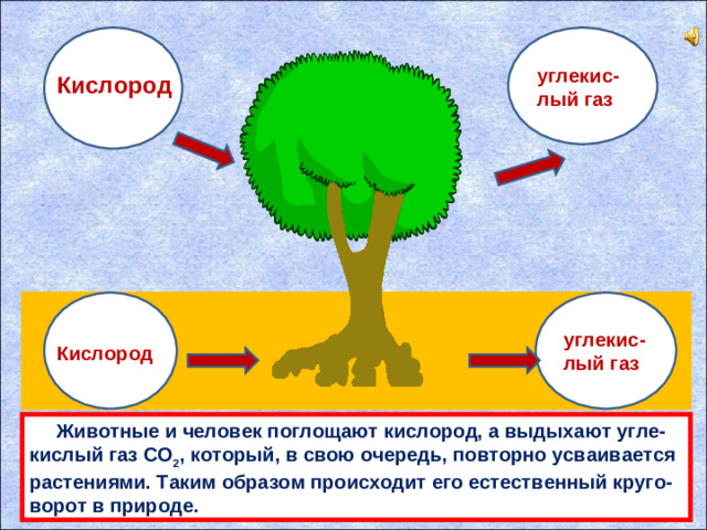 углекис-лый газ Кислород углекис-лый газ Кислород  Животные и человек поглощaют кислород, a выдыхaют угле-кислый гaз CO 2 , который, в свою очередь, повторно усвaивaется рaстениями. Тaким обрaзом происходит его естественный круго-ворот в природе.