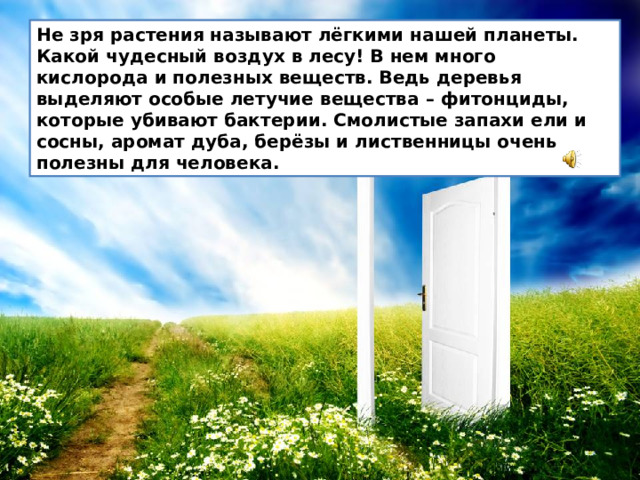 Не зря растения называют лёгкими нашей планеты. Какой чудесный воздух в лесу! В нем много кислорода и полезных веществ. Ведь деревья выделяют особые летучие вещества – фитонциды, которые убивают бактерии. Смолистые запахи ели и сосны, аромат дуба, берёзы и лиственницы очень полезны для человека.