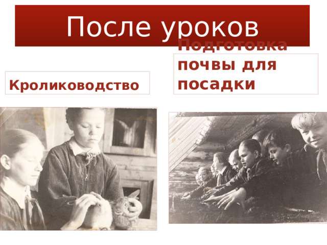 После уроков Подготовка почвы для посадки Кролиководство
