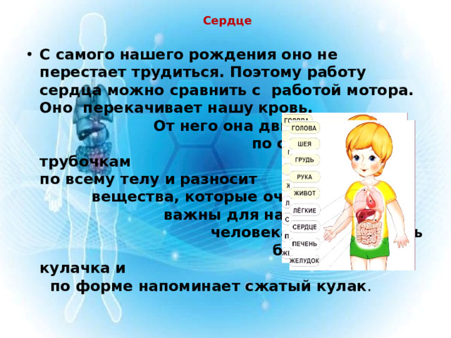 Сердце