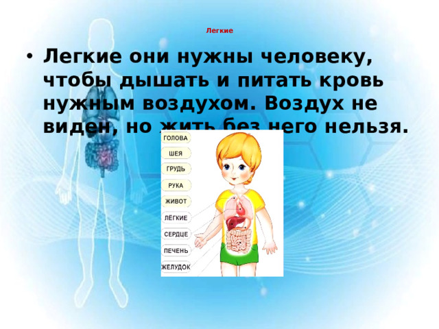 Легкие