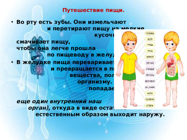 Путешествие пищи.