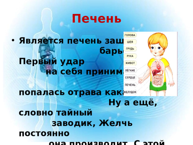 Печень