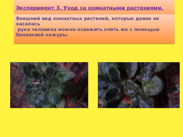 Эксперимент 3. Уход за комнатными растениями.   Внешний вид комнатных растений, которых давно не касалась  рука человека можно освежить опять же с помощью банановой кожуры.