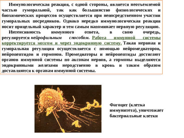 Иммунологическая реакция, с одной стороны, является неотъемлемой частью гуморальной, так как большинство физиологических и биохимических процессов осуществляется при непосредственном участии гуморальных посредников. Однако нередко иммунологическая реакция носит прицельный характер и тем самым напоминает нервную регуляцию. Интенсивность иммунного ответа, в свою очередь, регулируется  нейрофильным способом .   Работа иммунной системы корректируется мозгом и через эндокринную систему.  Такая нервная и гуморальная регуляция осуществляется с помощью нейромедиаторов, нейропептидов и гормонов. Промедиаторы и нейропептиды достигают органов иммунной системы по аксонам нервов, а гормоны выделяются эндокринными железами неродственно в кровь и таким образом доставляются к органам иммунной системы. Фагоцит (клетка иммунитета), уничтожает бактериальные клетки