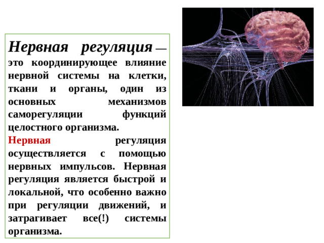 Нервная регуляция  — это координирующее влияние нервной системы на клетки, ткани и органы, один из основных механизмов саморегуляции функций целостного организма. Нервная регуляция осуществляется с помощью нервных импульсов. Нервная регуляция является быстрой и локальной, что особенно важно при регуляции движений, и затрагивает все(!) системы организма.