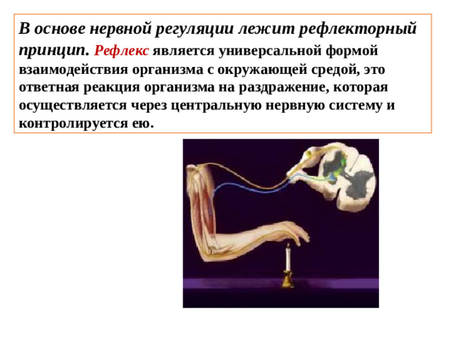 В основе нервной регуляции лежит рефлекторный принцип.  Рефлекс  является универсальной формой взаимодействия организма с окружающей средой, это ответная реакция организма на раздражение, которая осуществляется через центральную нервную систему и контролируется ею.
