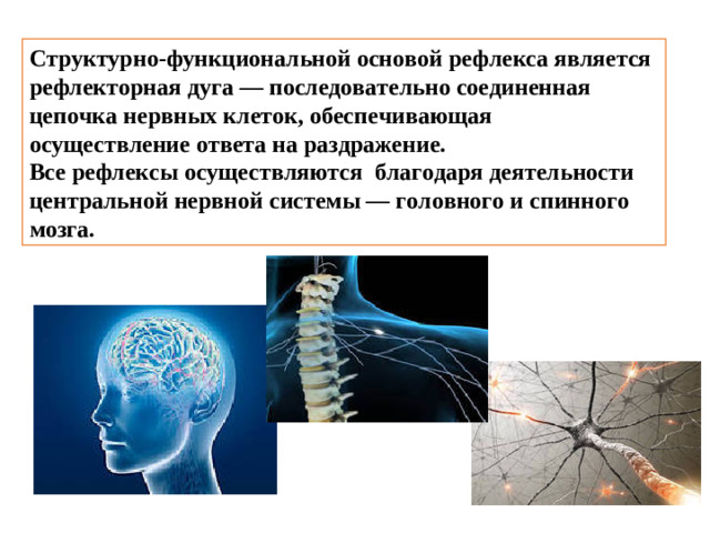 Структурно-функциональной основой рефлекса является рефлекторная дуга — последовательно соединенная цепочка нервных клеток, обеспечивающая осуществление ответа на раздражение. Все рефлексы осуществляются  благодаря деятельности центральной нервной системы — головного и спинного мозга.