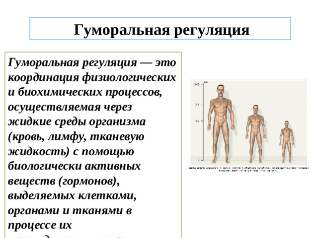   Гуморальная регуляция Гуморальная регуляция — это координация физиологических и биохимических процессов, осуществляемая через жидкие среды организма (кровь, лимфу, тканевую жидкость) с помощью биологически активных веществ (гормонов), выделяемых клетками, органами и тканями в процессе их жизнедеятельности.