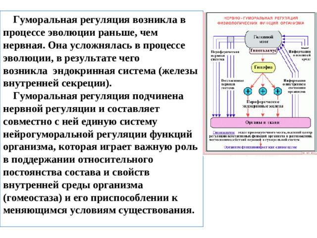 Гуморальная регуляция возникла в процессе эволюции раньше, чем нервная. Она усложнялась в процессе эволюции, в результате чего возникла  эндокринная система (железы внутренней секреции). Гуморальная регуляция подчинена нервной регуляции и составляет совместно с ней единую систему нейрогуморальной регуляции функций организма, которая играет важную роль в поддержании относительного постоянства состава и свойств внутренней среды организма (гомеостаза) и его приспособлении к меняющимся условиям существования.