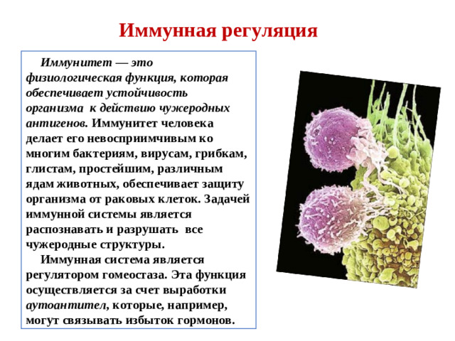 Иммунная регуляция Иммунитет — это физиологическая функция, которая обеспечивает устойчивость организма  к действию чужеродных антигенов.  Иммунитет человека делает его невосприимчивым ко многим бактериям, вирусам, грибкам, глистам, простейшим, различным ядам животных, обеспечивает защиту организма от раковых клеток. Задачей иммунной системы является распознавать и разрушать  все чужеродные структуры. Иммунная система является регулятором гомеостаза. Эта функция осуществляется за счет выработки  аутоантител , которые, например, могут связывать избыток гормонов.