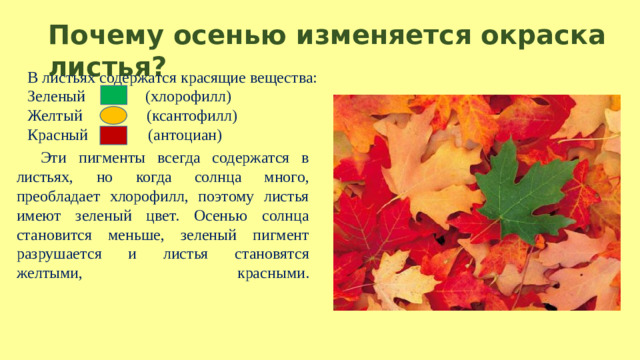 Почему осенью изменяется окраска листья? В листьях содержатся красящие вещества: Зеленый (хлорофилл) Желтый (ксантофилл) Красный (антоциан) Эти пигменты всегда содержатся в листьях, но когда солнца много, преобладает хлорофилл, поэтому листья имеют зеленый цвет. Осенью солнца становится меньше, зеленый пигмент разрушается и листья становятся желтыми, красными.