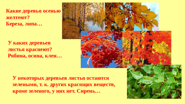 Какие деревья осенью желтеют? Береза, липа… У каких деревьев листья краснеют? Рябина, осина, клен… У некоторых деревьев листья остаются зелеными, т. к. других красящих веществ, кроме зеленого, у них нет. Сирень…