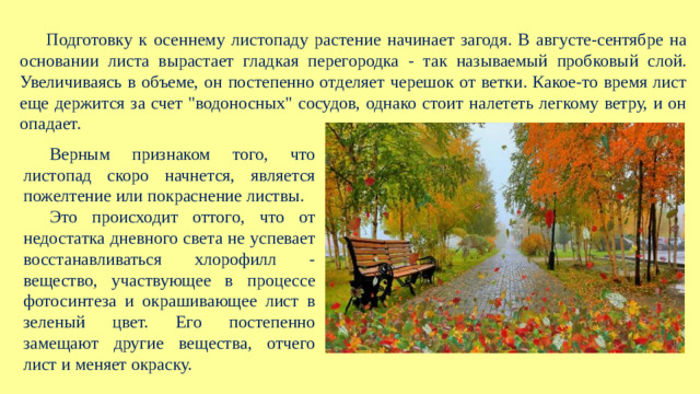 Подготовку к осеннему листопаду растение начинает загодя. В августе-сентябре на основании листа вырастает гладкая перегородка - так называемый пробковый слой. Увеличиваясь в объеме, он постепенно отделяет черешок от ветки. Какое-то время лист еще держится за счет 