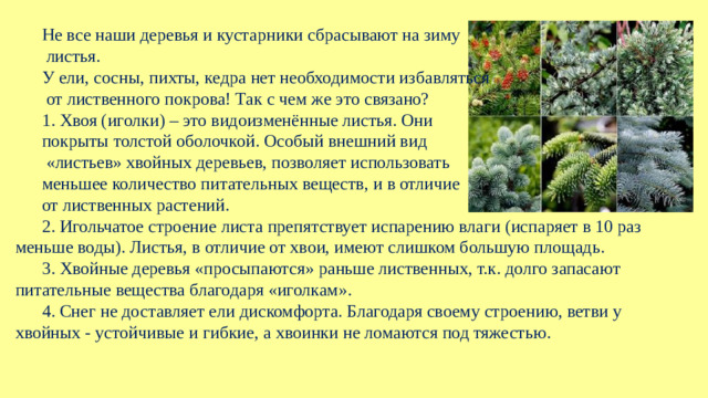 Не все наши деревья и кустарники сбрасывают на зиму  листья. У ели, сосны, пихты, кедра нет необходимости избавляться  от лиственного покрова! Так с чем же это связано? 1. Хвоя (иголки) – это видоизменённые листья. Они покрыты толстой оболочкой. Особый внешний вид  «листьев» хвойных деревьев, позволяет использовать меньшее количество питательных веществ, и в отличие от лиственных растений. 2. Игольчатое строение листа препятствует испарению влаги (испаряет в 10 раз меньше воды). Листья, в отличие от хвои, имеют слишком большую площадь. 3. Хвойные деревья «просыпаются» раньше лиственных, т.к. долго запасают питательные вещества благодаря «иголкам». 4. Снег не доставляет ели дискомфорта. Благодаря своему строению, ветви у хвойных - устойчивые и гибкие, а хвоинки не ломаются под тяжестью.