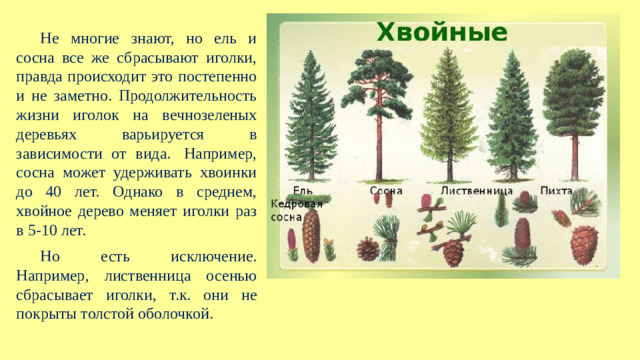 Не многие знают, но ель и сосна все же сбрасывают иголки, правда происходит это постепенно и не заметно. Продолжительность жизни иголок на вечнозеленых деревьях варьируется в зависимости от вида.  Например, сосна может удерживать хвоинки до 40 лет. Однако в среднем, хвойное дерево меняет иголки раз в 5-10 лет. Но есть исключение. Например, лиственница осенью сбрасывает иголки, т.к. они не покрыты толстой оболочкой.