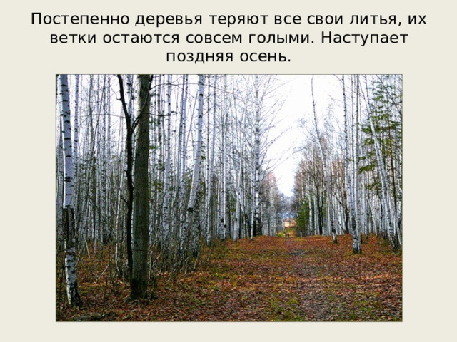 Постепенно деревья теряют все свои литья, их ветки остаются совсем голыми. Наступает поздняя осень.