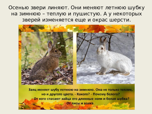 Осенью звери линяют. Они меняют летнюю шубку на зимнюю – теплую и пушистую. А у некоторых зверей изменяется еще и окрас шерсти.