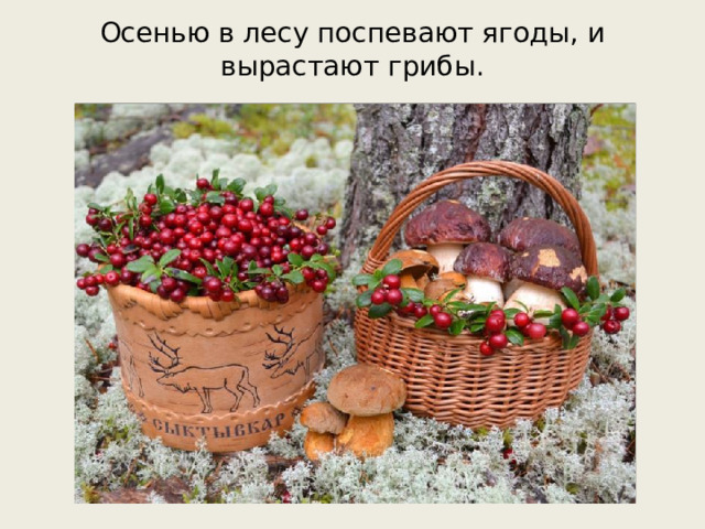 Осенью в лесу поспевают ягоды, и вырастают грибы.