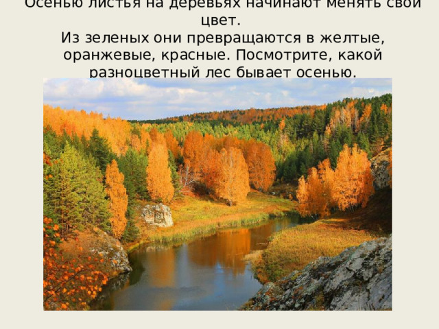Осенью листья на деревьях начинают менять свой цвет.  Из зеленых они превращаются в желтые, оранжевые, красные. Посмотрите, какой разноцветный лес бывает осенью.