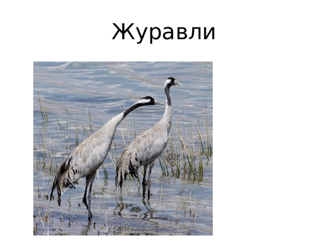 Журавли