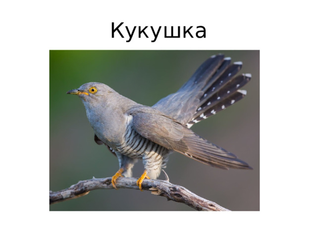 Кукушка