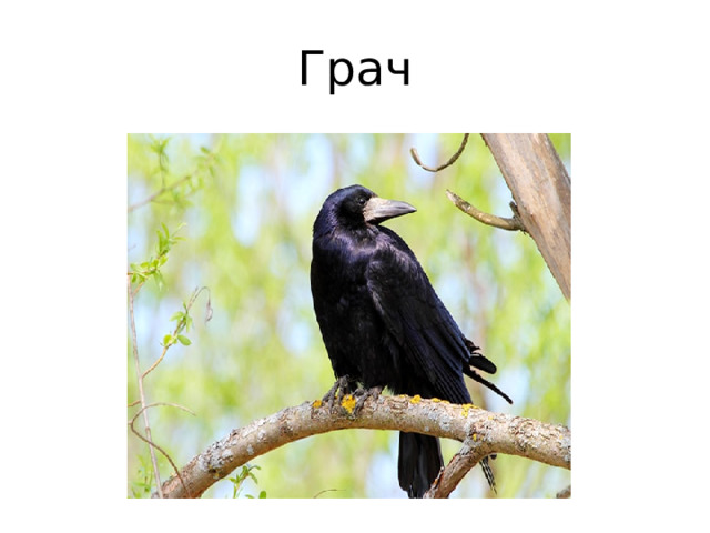 Грач