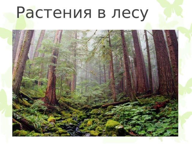 Растения в лесу