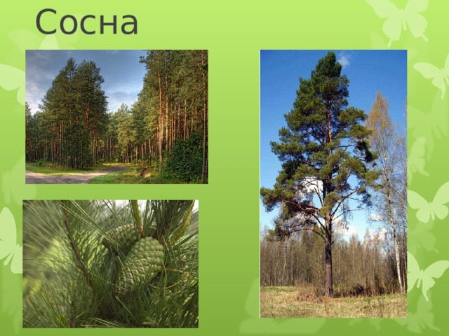 Сосна