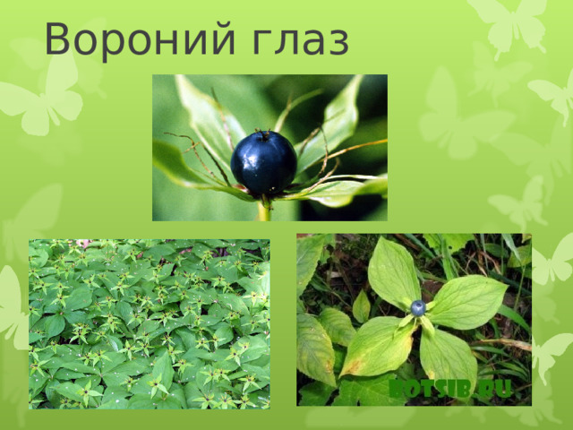 Вороний глаз