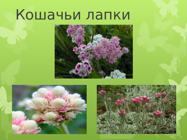 Кошачьи лапки