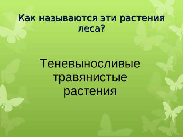 Как называются эти растения леса? Теневыносливые травянистые растения