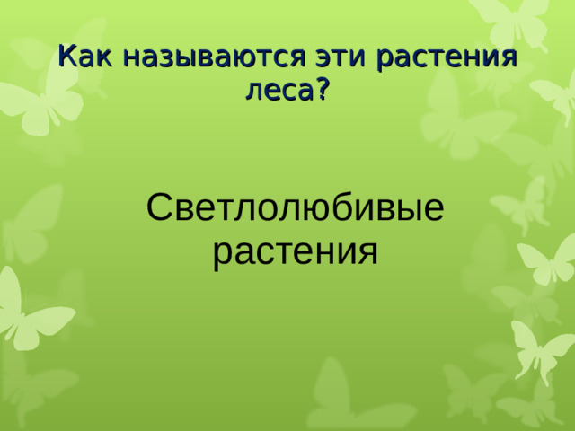 Как называются эти растения леса? Светлолюбивые растения