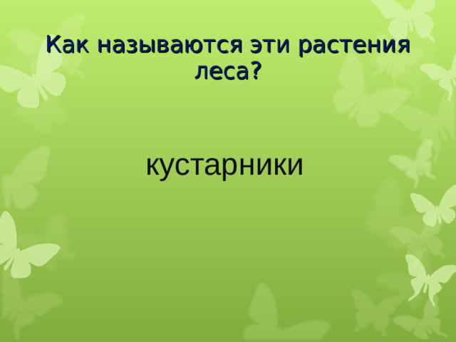 Как называются эти растения леса? кустарники