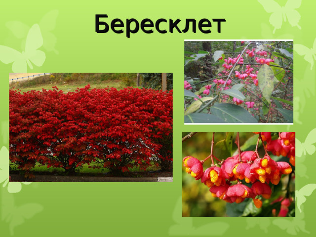 Бересклет