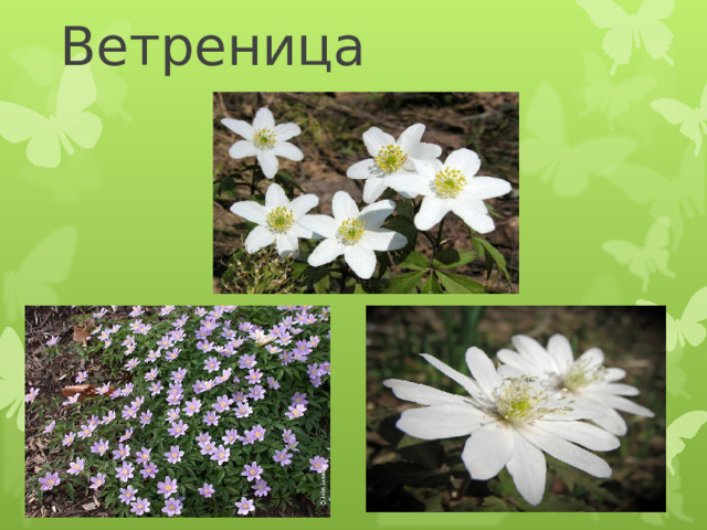Ветреница