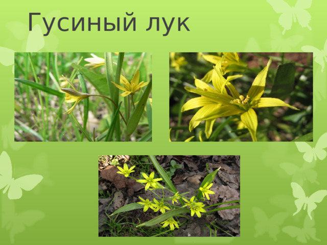 Гусиный лук