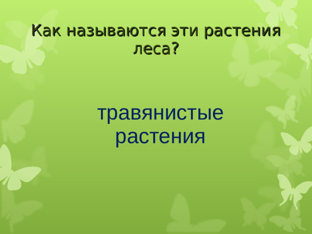 Как называются эти растения леса? травянистые растения