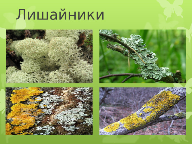 Лишайники