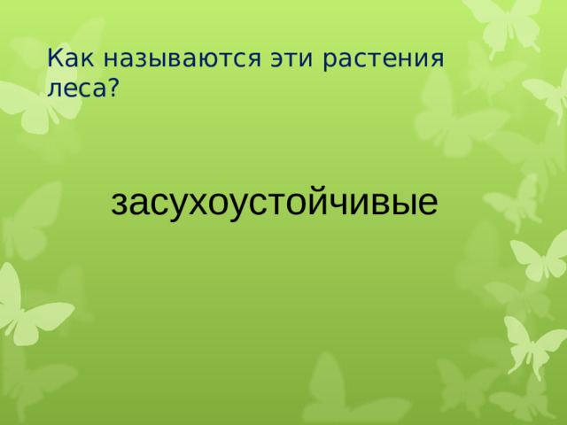 Как называются эти растения леса? засухоустойчивые